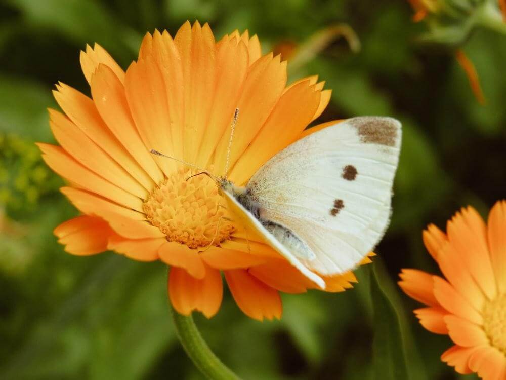 Calendula