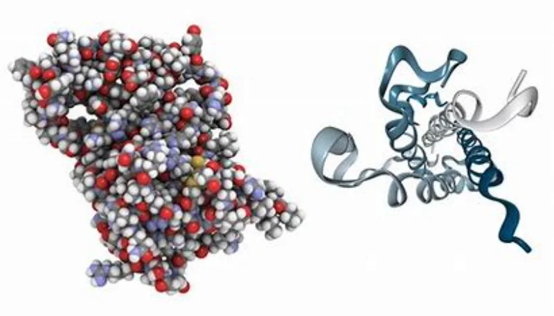 Human Growth Hormone