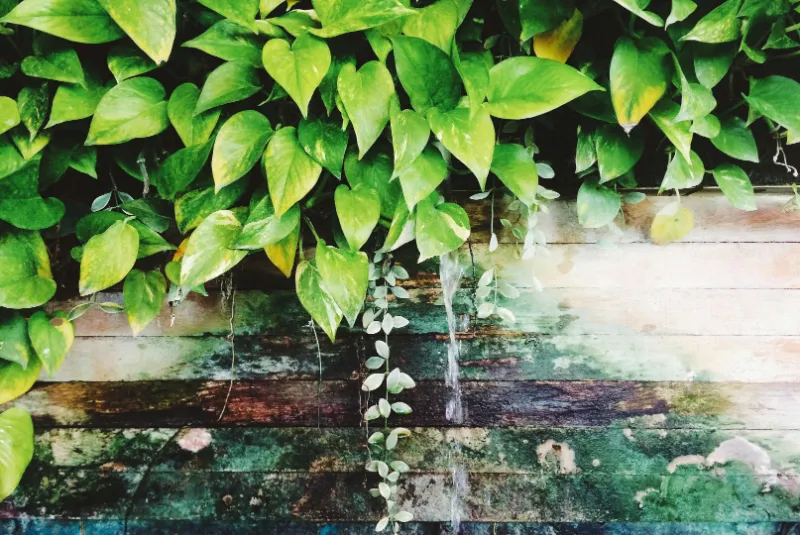 Pothos