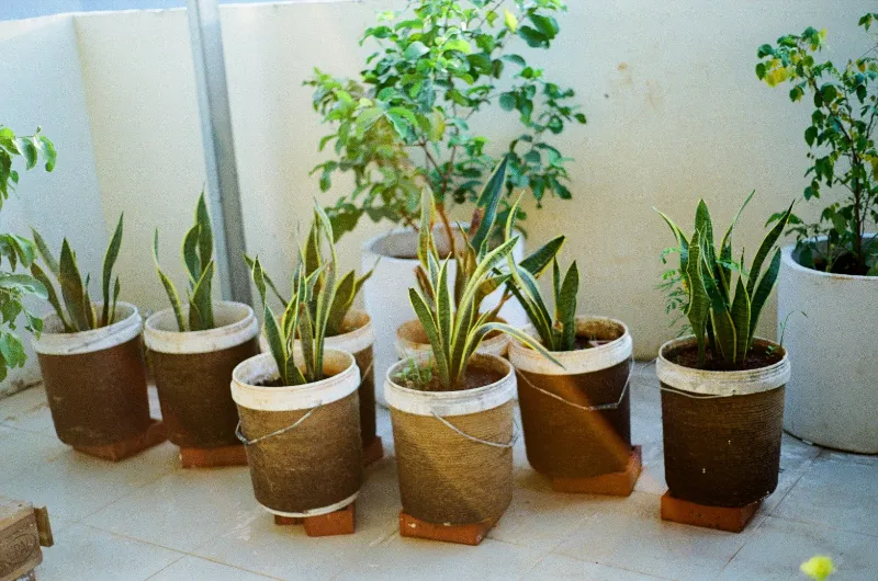 Snake Plant